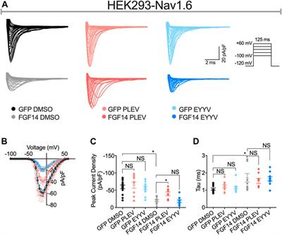 Differential Modulation of the Voltage-Gated Na+ Channel 1.6 by Peptides Derived From Fibroblast Growth Factor 14